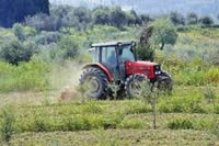 agrotes_gi