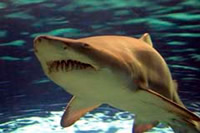 shark_kavala