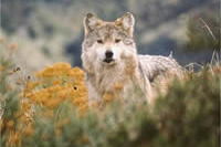 wolf